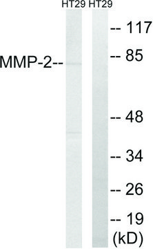 Anti-MMP-2 antibody produced in rabbit
