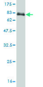 ANTI-PAX8 antibody produced in mouse