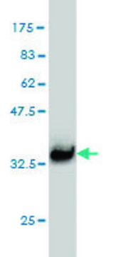 Monoclonal Anti-L3MBTL2 antibody produced in