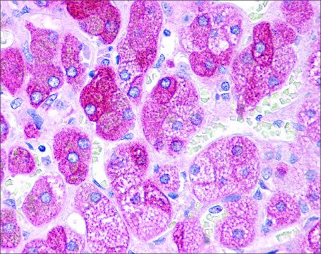 Anti-BACE1 antibody produced in rabbit