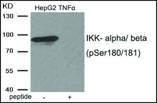 Anti-phospho-IKK-?/? (pSer180/181) antibody produced in