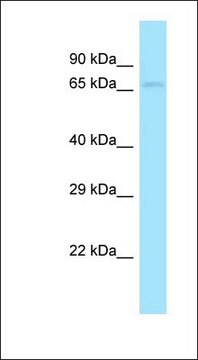 Anti-DBF4 antibody produced in rabbit