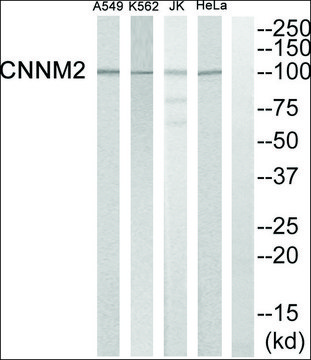 Anti-CNNM2 antibody produced in rabbit