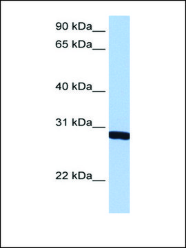 Anti-SMN1 antibody produced in rabbit