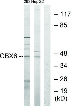 Anti-CBX6 antibody produced in rabbit