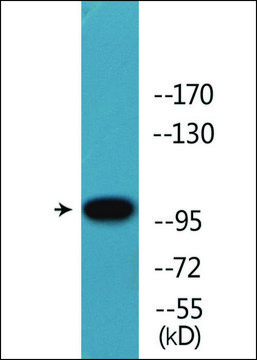 Anti-phospho-Retinoblastoma (pThr?²?) antibody produced in