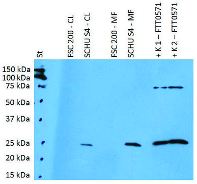 Anti-FTT0571 (F. tularensis ssp) antibody
