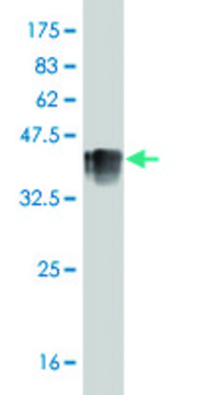 ANTI-CACNB2 antibody produced in mouse