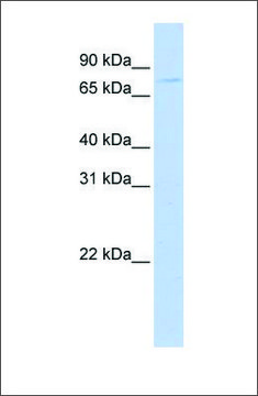 Anti-APP (ab2) antibody produced in