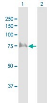 Anti-TRIP10 antibody produced in rabbit