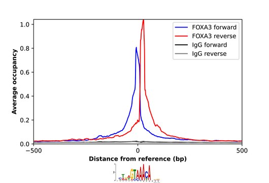 Anti-FOXA3 antibody produced in rabbit