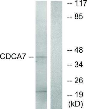 Anti-CDCA7 antibody produced in rabbit