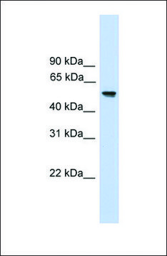 Anti-FZR1, (N-terminal) antibody produced in
