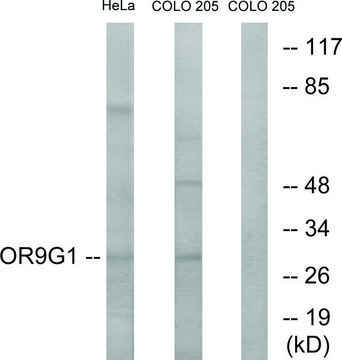 Anti-OR9G1 antibody produced in rabbit