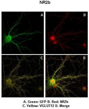 Anti-GRIN2B antibody produced in rabbit