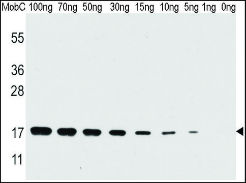 Monoclonal Anti-mobC antibody produced in