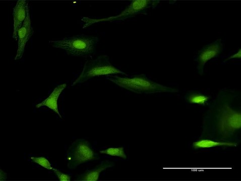 Anti-FANCL antibody produced in rabbit