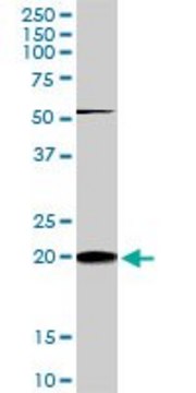 Monoclonal Anti-RHOC antibody produced in