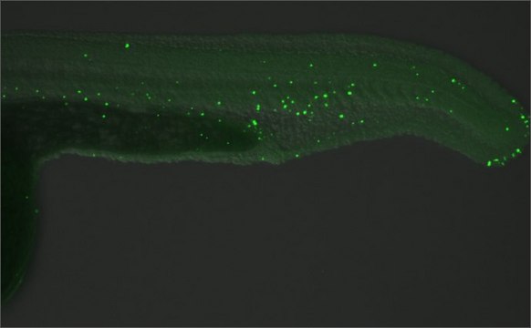 Monoclonal Anti-5-Methylcytosine / 5-mC antibody