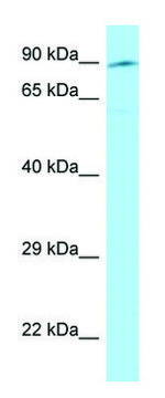 Anti-SEMA3E (C-terminal) antibody produced in