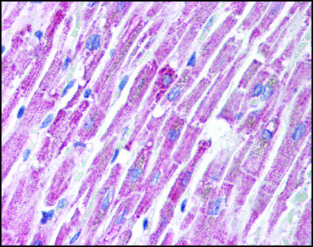 Anti-TIRAP (AB1) antibody produced in