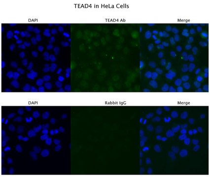 Anti-TEAD4 antibody produced in rabbit