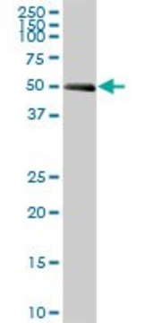 Anti-SPAG8 antibody produced in mouse
