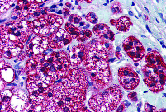 Anti-HGF (ab2) antibody produced in