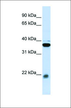 Anti-MYL9 antibody produced in rabbit