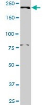 Anti-DNMBP antibody produced in rabbit