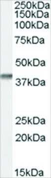 Anti-SFRP2 antibody produced in goat