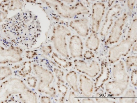 Monoclonal Anti-NXF3 antibody produced in