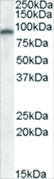 Anti-GRIA4 antibody produced in goat