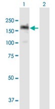 ANTI-PITPNM1 antibody produced in mouse