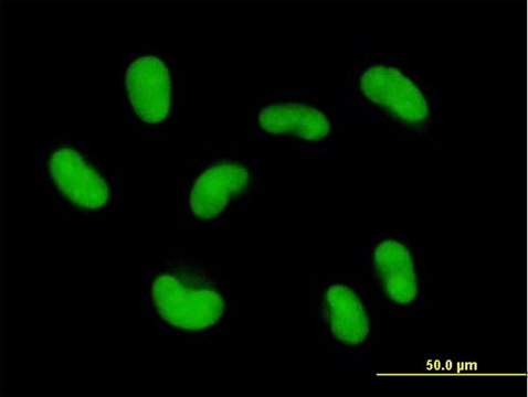 Anti-ZNF468 antibody produced in mouse