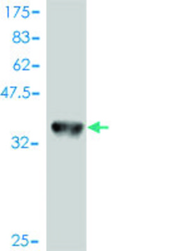 Monoclonal Anti-MAP2K1 antibody produced in