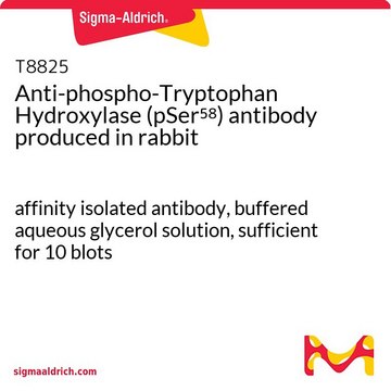 Anti-phospho-Tryptophan Hydroxylase (pSer??) antibody produced