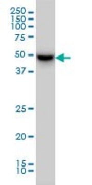 Monoclonal Anti-MDS028 antibody produced in