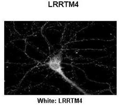 Anti-LRRTM4 antibody produced in rabbit
