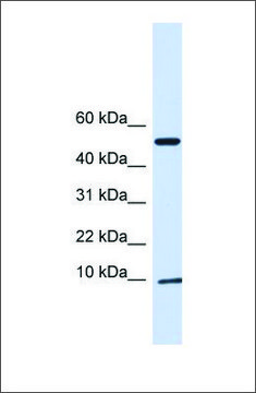 Anti-ATPIF1 antibody produced in rabbit