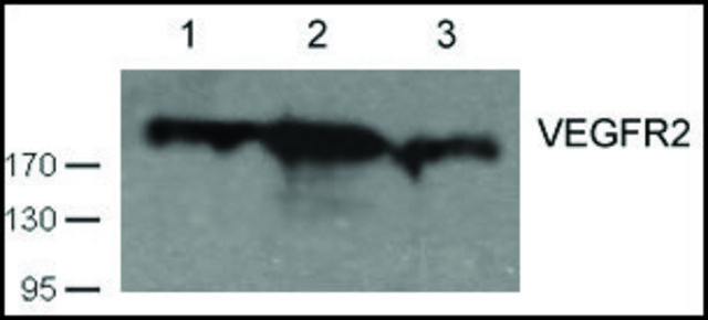 Anti-VEGFR2 (Ab-1059) antibody produced in
