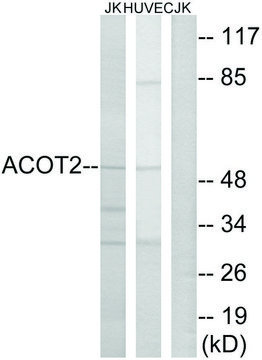 Anti-ACOT2 antibody produced in rabbit