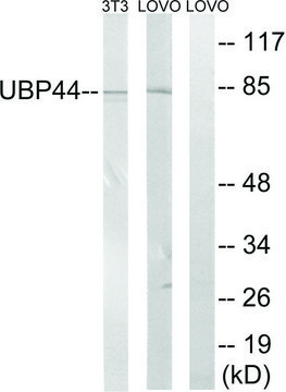 Anti-USP44 antibody produced in rabbit