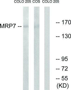 Anti-MRP7 antibody produced in rabbit