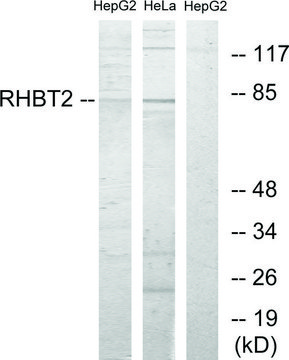 Anti-RHBT2 antibody produced in rabbit