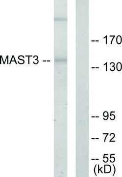 Anti-MAST3 antibody produced in rabbit