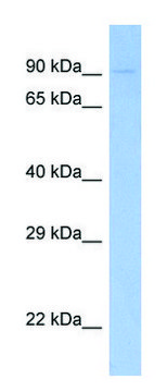 Anti-FES (N-terminal) antibody produced in