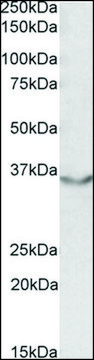 Anti-JAM2 antibody produced in goat