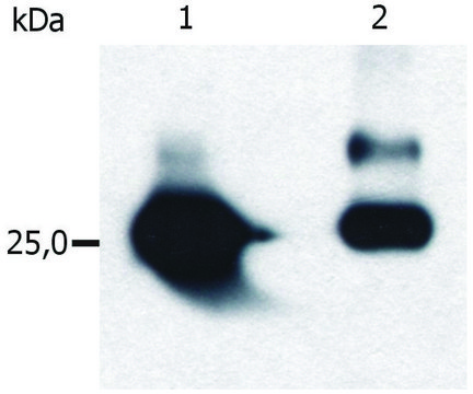 Monoclonal Anti-GST tag antibody produced