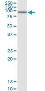 Anti-KIAA0251 antibody produced in mouse